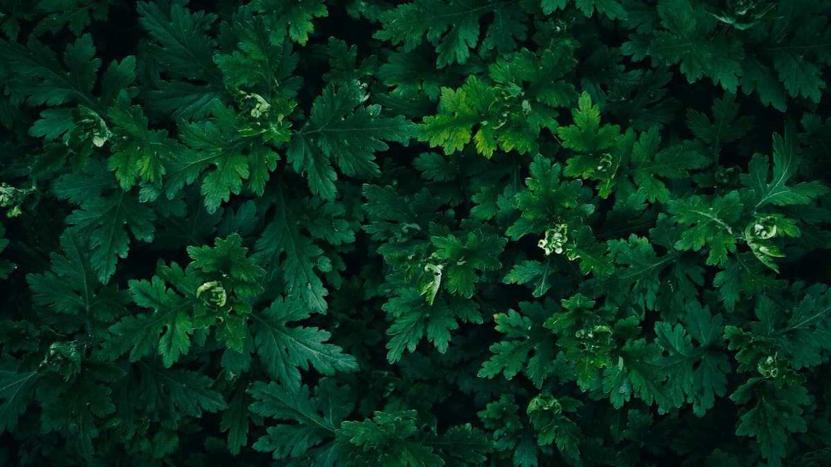 Banaba Leaf and Corosolic Acid for Blood Sugar: The Honest Evidence