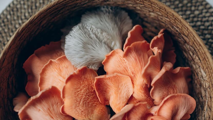 Does Lion's Mane Actually Improve Focus and Memory?